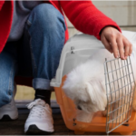 A worried pet owner looking out a window, searching for their lost dog